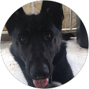 Harman_Chanay profile picture
